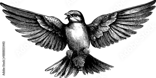 Vintage bird wing evolution engraving – botanical sketch for educational design