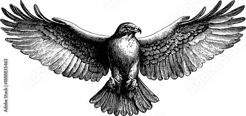 Bird skeletal wing evolution plate - vintage botanical engraving - artistic design for educational and ornamental use