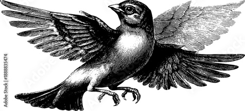 Vintage bird wing evolution sketch: detailed botanical drawing for educational design