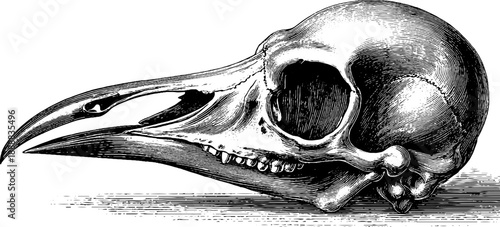 Vintage bird skull botanical engraving - anatomical specimen for design
