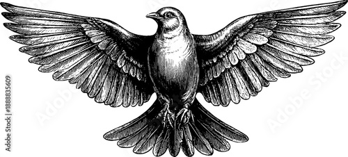 Vintage botanical engraving of bird wing in flight