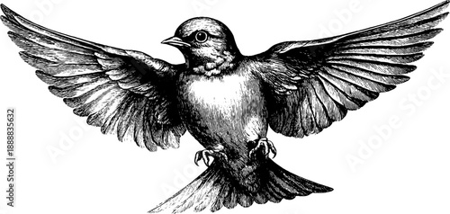 Vintage bird wing anatomy illustration from 19th century botanical study