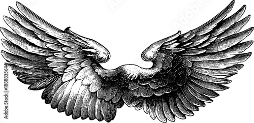 Vintage bird wing anatomy engraving from 19th century for botanical studies and design