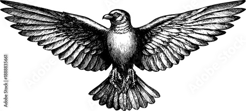 Vintage botanical bird wing span study engraving for nature lovers and educational design