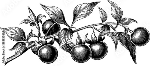 Bittersweet nightshade plant anatomy vintage botanical design for prints or posters