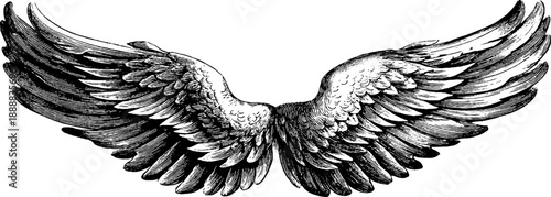 Vintage botanical bird wing span study engraving for nature enthusiasts