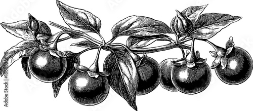 Bittersweet nightshade plant anatomy vintage botanical design for print or poster