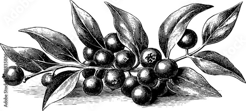 Vintage botanical plate featuring black peppercorns engraving for design and decor