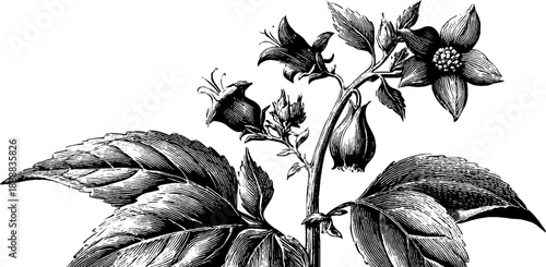 19th century botanical study of black henbane plant in vintage engraving style