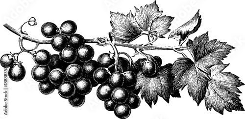 Vintage botanical illustration of black grape variety branch for design and decoration