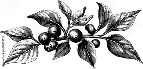 Vintage botanical engraving of black peppercorns on plate - retro sketch design for print