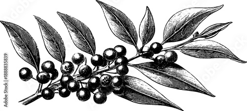 Botanical illustration of black peppercorns with leaves in vintage engraving style
