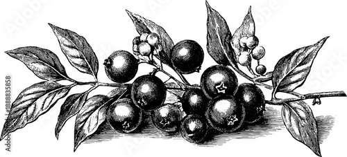 Black peppercorns botanical plate with vintage botanical engraving for herbal illustrations