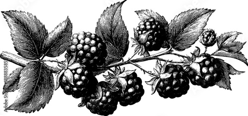 Vintage botanical engraving of blackberry branch with fruit clusters for design and decoration
