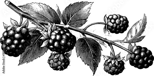 Vintage botanical engraving of blackberry branch with fruit clusters for design and decor