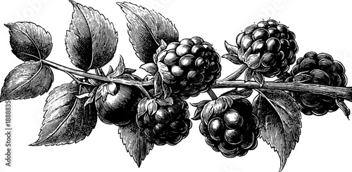 Vintage botanical sketch of blackberry branch with fruit clusters for decorative use