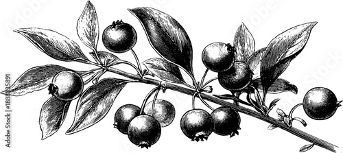 Vintage botanical engraving of blueberry branch with berries