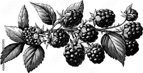 Vintage botanical blackberry branch with fruit clusters for design and decoration