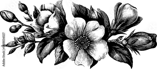 Vintage asymmetrical botanical bouquet sketch for design and decoration