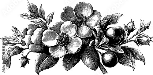 Vintage botanical bouquet cross section for design and decoration