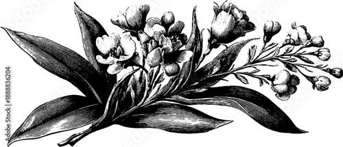 Monochrome botanical bouquet sketch for vintage design