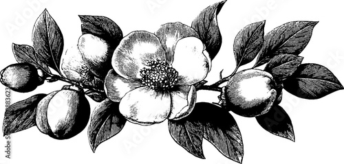 Monochrome botanical bouquet engraving for retro design and decoration