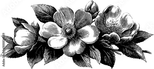 Vintage botanical bouquet illustration for museum reference and design