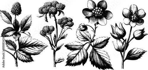 Vintage botanical bouquet illustration – museum reference plate for design and decoration