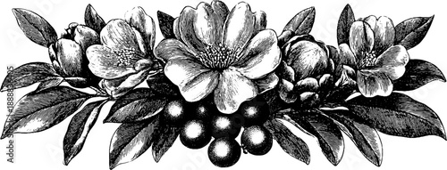 Vintage botanical bouquet engraving with symmetrical floral study design for posters or cards