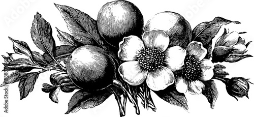 Vintage botanical bouquet engraving with floral and fruit elements - top view layout for design and decor