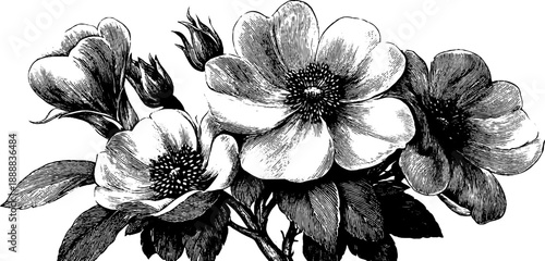 Vintage botanical bouquet engraving top view layout for print design