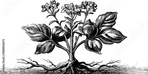 Vintage botanical bouquet with roots - hand-drawn engraving for design