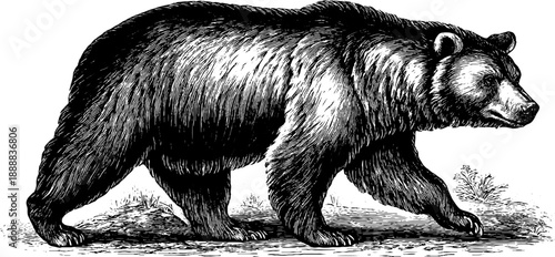 Vintage brown bear botanical engraving from 19th century woodland scene