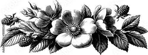 Vintage botanical engraving of classical broken pediment design for artistic decor