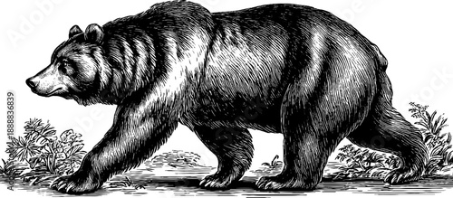 Vintage botanical engraving of brown bear in woodland setting - 19th century nature illustration