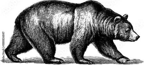 Vintage botanical engraving of brown bear in woodland setting