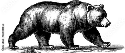 Vintage botanical engraving of woodland brown bear - 19th century nature illustration