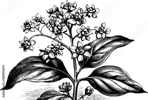 Vintage buckwheat plant with flowers - 19th century botanical engraving for retro design