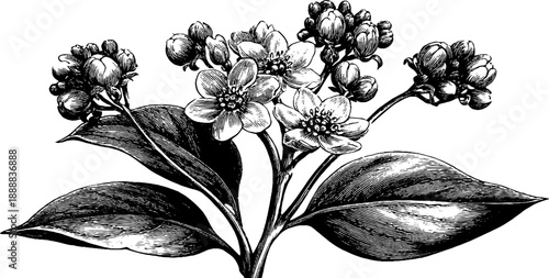 Vintage 19th century buckwheat plant botanical illustration for design and decor