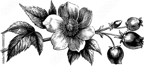 Celandine plant with poisonous sap - detailed vintage botanical engraving for design