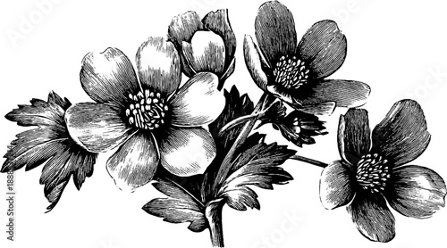 Celandine plant with poisonous sap in vintage 19th-century botanical engraving for classic design