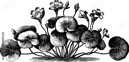 Celandine plant with poisonous sap – vintage 19th century botanical engraving for design and print