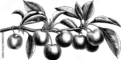 Vintage botanical cherry tree branch with fruit clusters for design