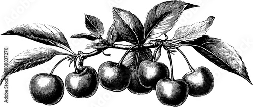 Vintage botanical cherry tree branch with fruit clusters engraving for design and decoration