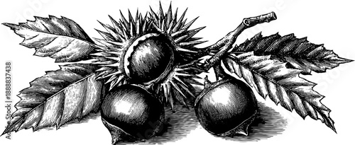 19th century botanical chestnut seed with spiky husk sketch for labels and posters