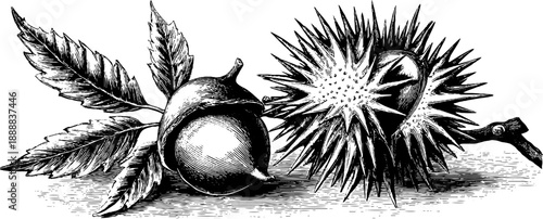Vintage botanical illustration of chestnut seed and spiky husk from 19th century
