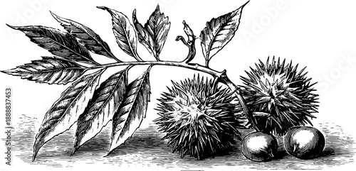 Vintage botanical engraving of spiky chestnut husk and seed from 19th century