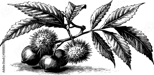 Vintage 19th century botanical chestnut seed engraving with spiky husk for retro design