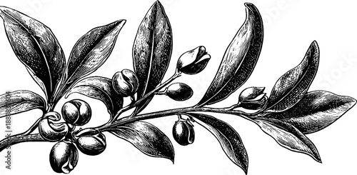 Vintage botanical illustration of chickpea plant – hand drawn engraving for design and decor