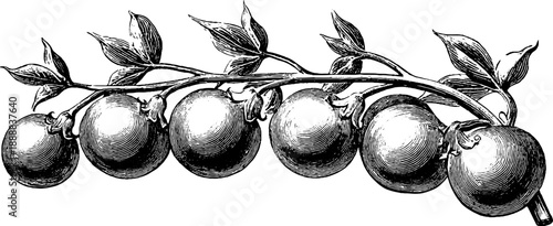 Vintage botanical study of chickpea pods - hand drawn engraving for design